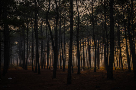 Pine tree forest in the morning at Doi Inthanon National Park, Chiang Mai, Thailandの写真素材