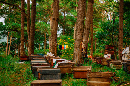 Pine trees in the forest with a lot of beehivesの写真素材