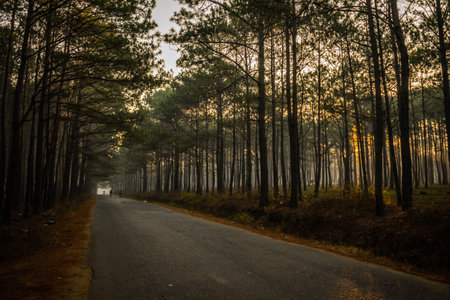Pine tree forest and road in the morning at Doi Inthanon National Park, Chiang Mai, Thailandの写真素材