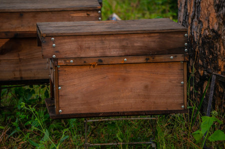 Beehives in the nature. Honey beekeeping. Apiary.の写真素材