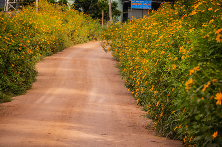 Mexican sunflower field at Mae Hong Son province, Thailand.の写真素材
