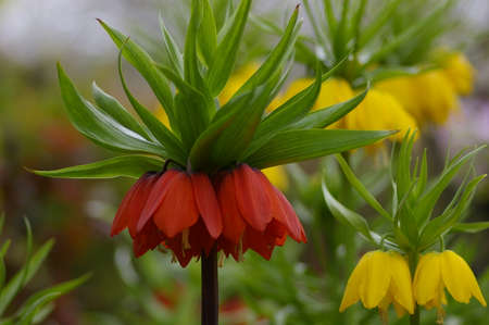 Beautiful flowersの写真素材
