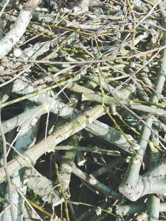 Pile of branches from natureの写真素材