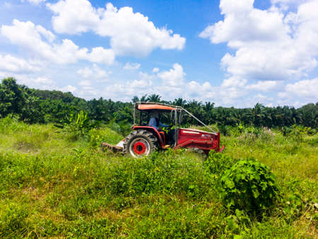 The gardener is driving a pushcart to adjust the area of the oil palm plantation to make it suitable for planting other plant between rows of palm trees.の写真素材
