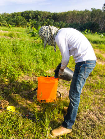 The gardener are mixing herbicide to prepare for spraying weeds around the young palm trees.