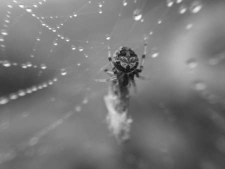 Macro image of a small spider is on dewy nest and its baitn is wrapped in fiber, which will soon...