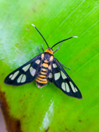 Blurred background and copy space. Yellow and black insect is on green banana leaf background.