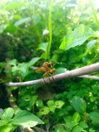 Natural green background and copy space. A brown dragonfly is on branch of tree in palm oil...