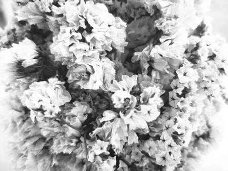 The disappointment of love concept. Dry flowers with black and white color image. selective focus and copyspace.の写真素材
