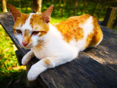 The white cat with brown stripes and yellow eyes, is sitting on  wooden board in the garden. Selective focus and copy space.の写真素材