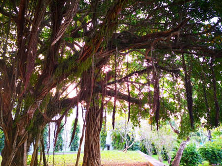 Natural and Trees concept. Banyan tree is a fig that begins its life as an epiphyte, that grows on another plant. Selective focus and copy space.の写真素材