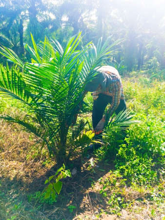 Agriculture concept, The gardener is checking traces at the plam tree, which was rat and Rhinoceros beetle eat. Selecctive focus and copy space.の写真素材