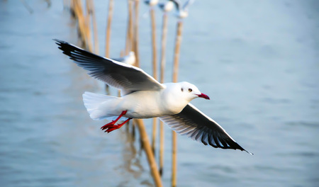 Flying Seagullの写真素材