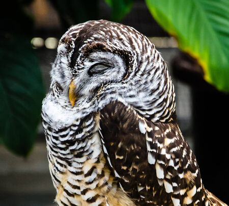 Sleeping Owlの写真素材
