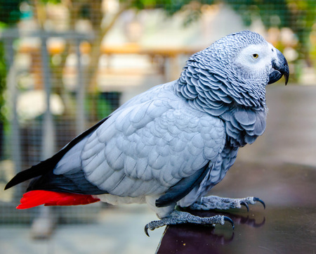 Grey Parrotの写真素材