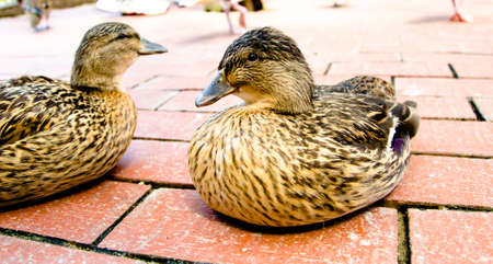 Sitting Brown Duckの写真素材