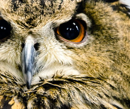 Closeup Owl の写真素材