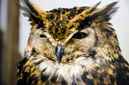 Red-eyed Brown Owlの写真素材
