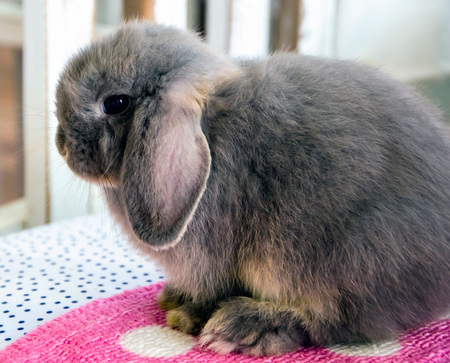 Grey holland lop Rabbit standing on Cushionの写真素材