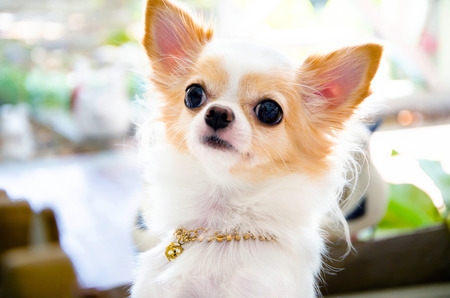 Closeup White Chiwawaの写真素材