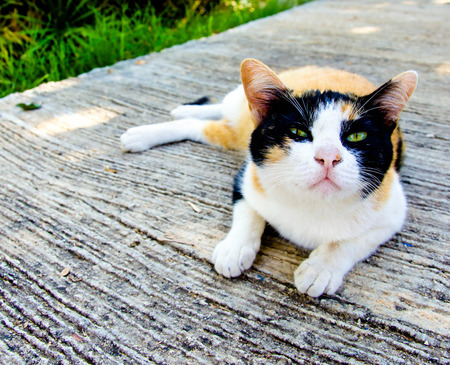 three-colored catの写真素材