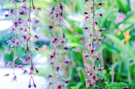 White-Pink Orchidsの写真素材