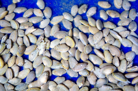 Surf Clams in the blue trayの写真素材