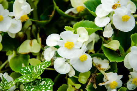 Pretty White Flowers with leavesの写真素材