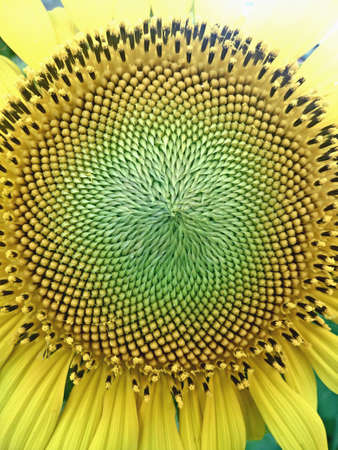 Flowerの素材