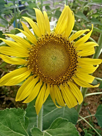 Flowerの素材
