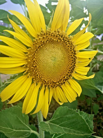 Flowerの素材