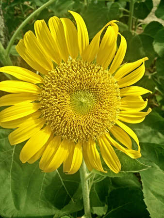Flowerの素材