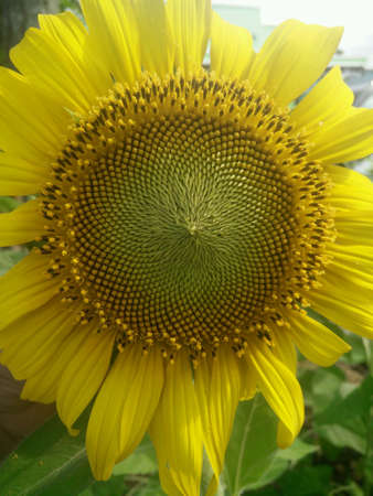 Flowerの素材