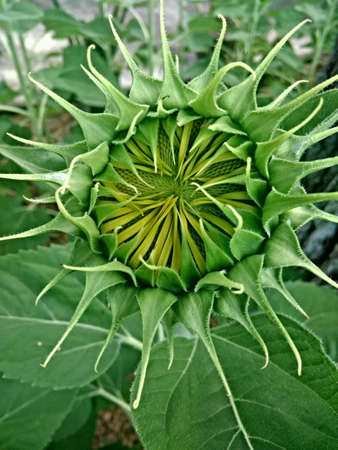 Flowerの素材