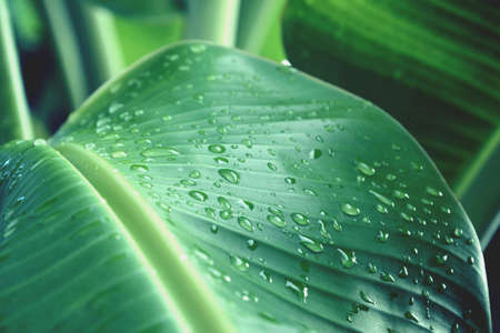 Raindrop on tha bana leaf