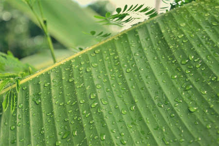 Raindrop on tha banana leafの素材