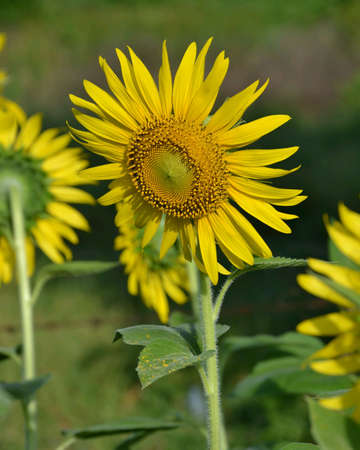 Sunflowerの素材