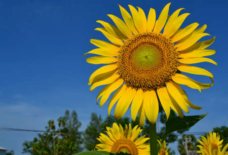 Sunflowerの素材