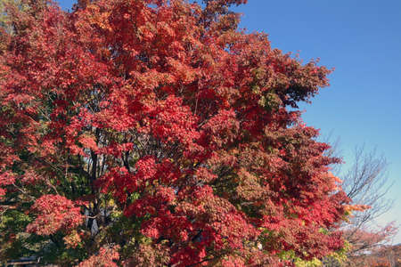 Autumn: Praising God's creation in the changing colorsの写真素材