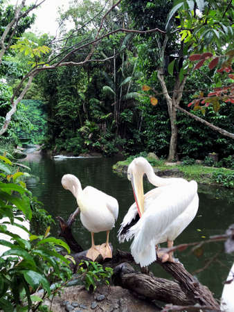 Great white pelican in Singapore Zoo