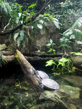Tortoise in the Singapore zoo!の写真素材