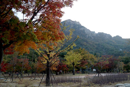 Autumn: Praising God's creation in the changing colorsの写真素材
