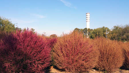 The wonderful autumn foliage at Haneul Park, Seoul, South Korea
- Full of Kochia blooming in town!のeditorial素材