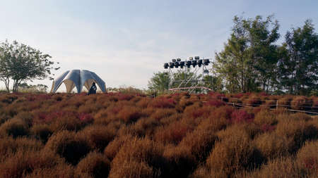 The wonderful autumn foliage at Haneul Park, Seoul, South Korea
- Full of Kochia blooming in town!のeditorial素材