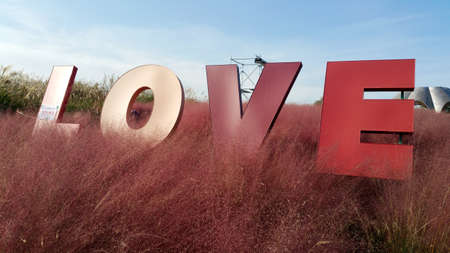 The wonderful autumn foliage at Haneul Park, Seoul, South Korea
- Best pink muhly spotsのeditorial素材