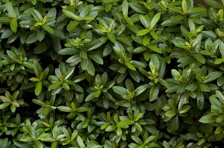 Texture of green leaves