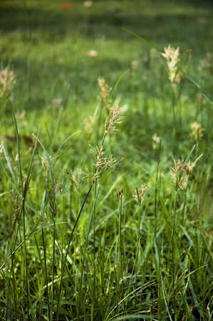 meadow on green nature backgroundの写真素材