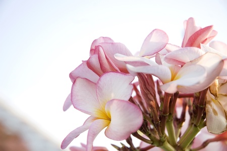 close up pink frangipani flowersの写真素材