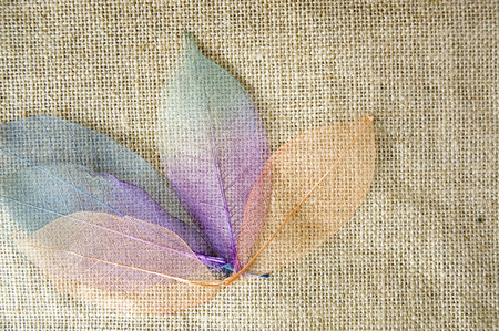 beautiful color of dried leavesの写真素材