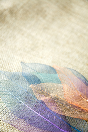 close up sweet skeleton leaves on sackcloth backgroundの写真素材